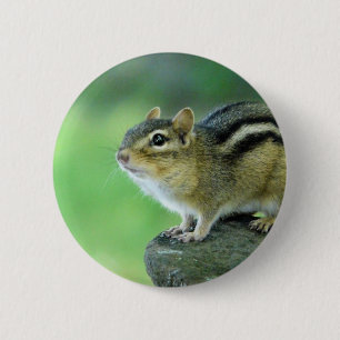Chapa Redonda De 5 Cm Pin curioso del Chipmunk