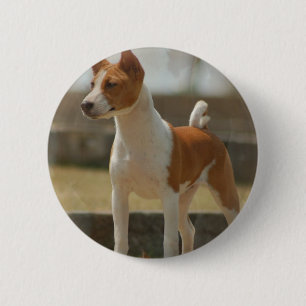 Chapa Redonda De 5 Cm Pin de Basenji
