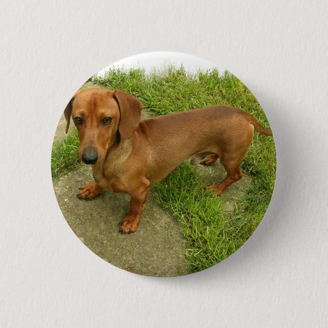 Chapa Redonda De 5 Cm Pin de Daschund (Anverso)