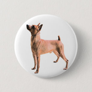 Chapa Redonda De 5 Cm Pinscher miniatura