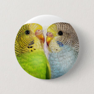 Chapa Redonda De 5 Cm Pintura realista de los Budgerigars