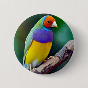 Chapa Redonda De 5 Cm Pinzón gouldian colorido