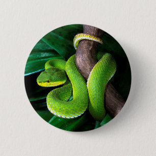 Chapa Redonda De 5 Cm pitviper de bambú Rojo-atado