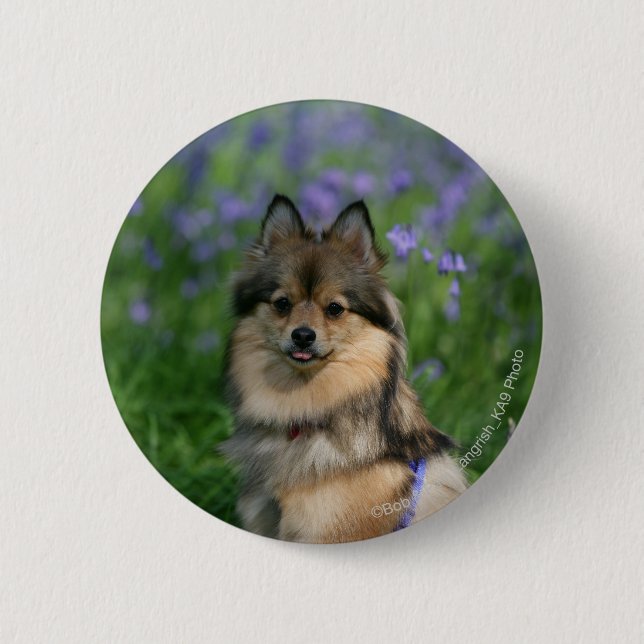 Chapa Redonda De 5 Cm Pomeranian en la hierba (Anverso)