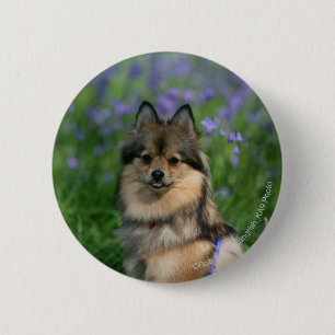 Chapa Redonda De 5 Cm Pomeranian en la hierba