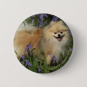 Chapa Redonda De 5 Cm Pomeranian que mira la cámara en los Bluebells