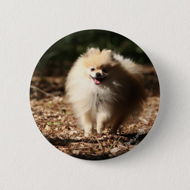 Chapa Redonda De 5 Cm Pomeranian que trota en las hojas caidas (Anverso)