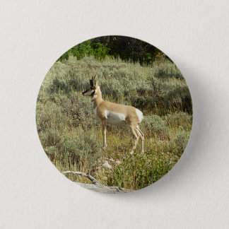 Chapa Redonda De 5 Cm Pronghorn en el Parque Nacional de Grand Teton