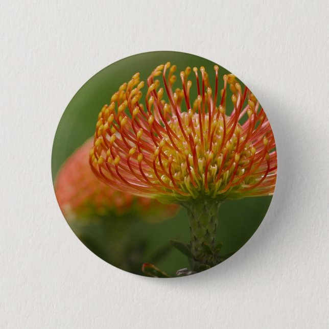 Chapa Redonda De 5 Cm Protea del acerico (Anverso)