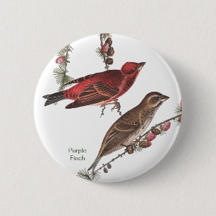 Chapa Redonda De 5 Cm Purple Finch, John James Audubon, Birdwatcher Bird