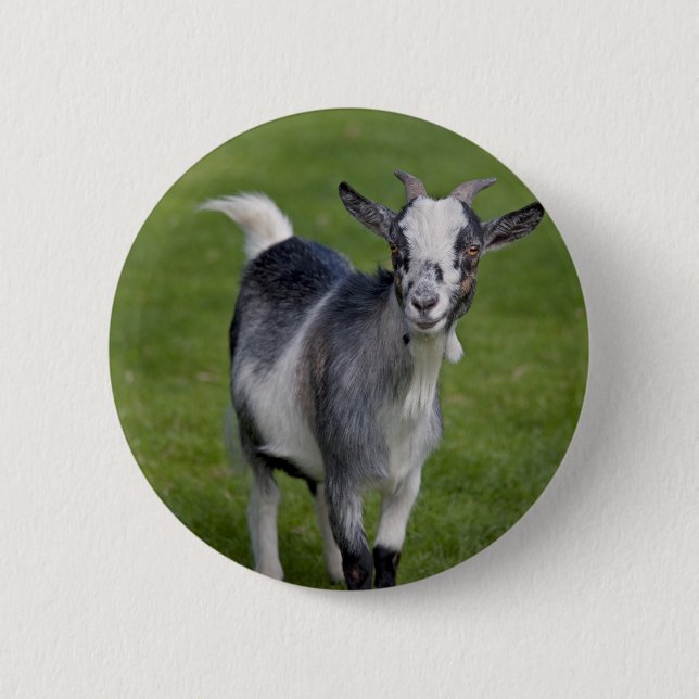 Chapa Redonda De 5 Cm Pygmy Goat Badge (Anverso)