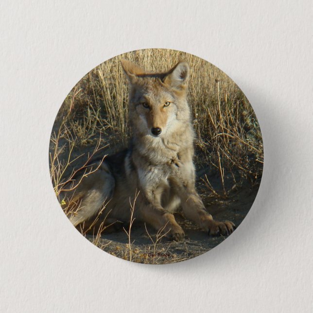 Chapa Redonda De 5 Cm R15 Coyote Acostado (Anverso)