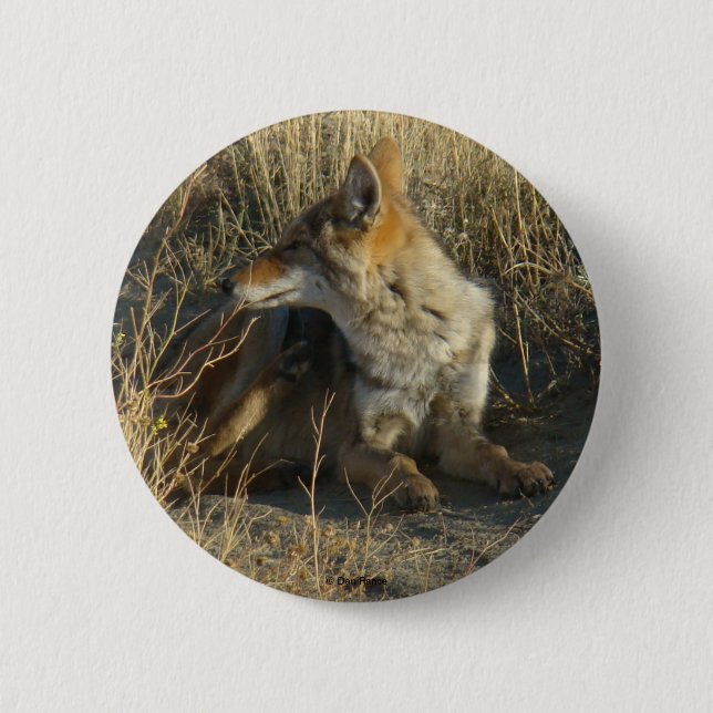 Chapa Redonda De 5 Cm R16 Coyote Rascando (Anverso)