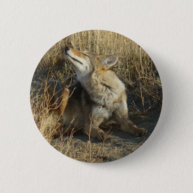 Chapa Redonda De 5 Cm R17 Coyote Rascando (Anverso)