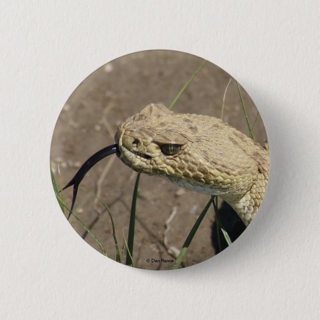 Chapa Redonda De 5 Cm R8 Prairie Rattlesnake Head Shot (Anverso)
