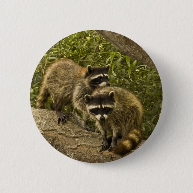 Chapa Redonda De 5 Cm Raccoons (Anverso)
