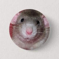 Rata Dumbo Adorable