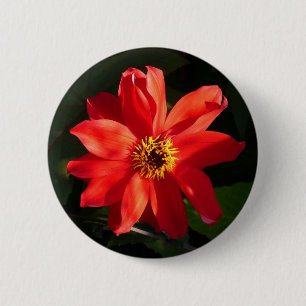 Chapa Redonda De 5 Cm Red Dahlia (Obispo de Llandaff)