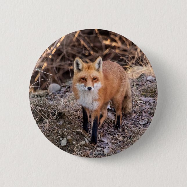 Chapa Redonda De 5 Cm Red Fox cerca y personal (Anverso)