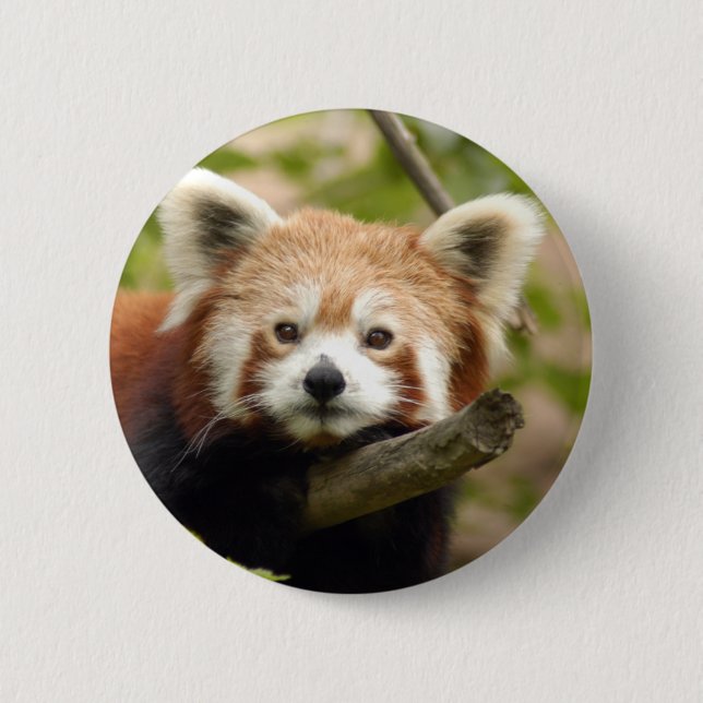 Chapa Redonda De 5 Cm red-panda-007 (Anverso)