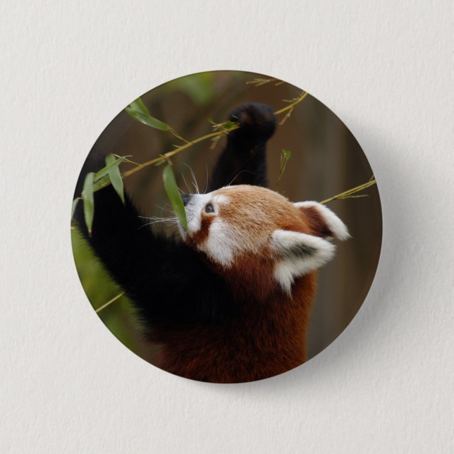 Chapa Redonda De 5 Cm red-panda-021 (Anverso)
