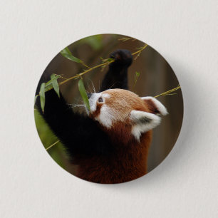 Chapa Redonda De 5 Cm red-panda-021