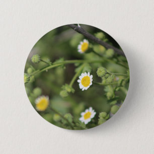 Chapa Redonda De 5 Cm Roca del desierto de Marfil Daisy Wildflowers Coac