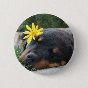 Chapa Redonda De 5 Cm Rottweiler