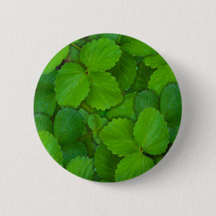 Chapa Redonda De 5 Cm Sacro Basil Hojas de la Moneda Verde de Tulsi