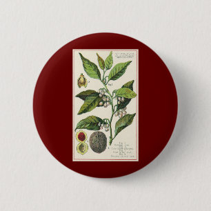 Chapa Redonda De 5 Cm Semillas de Frutas de la Planta de Nuez Moscada Vi