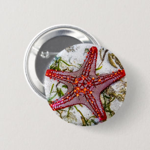 Chapa Redonda De 5 Cm Starfish, Zanzibar, Tanzania