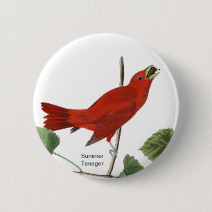 Chapa Redonda De 5 Cm Tanager de verano, pájaro rojo auduónico, pájar
