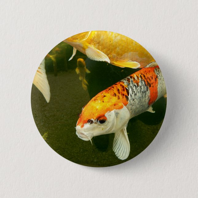Chapa Redonda De 5 Cm Tarjeta Koi Carp (Anverso)