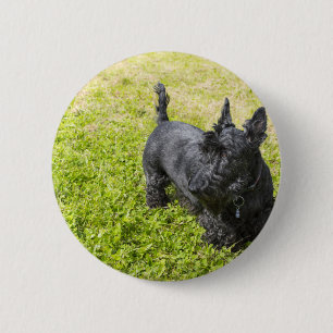 Chapa Redonda De 5 Cm Terrier escocés