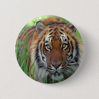 Chapa Redonda De 5 Cm Tigre