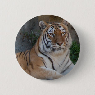 Chapa Redonda De 5 Cm Tigres de Bengala