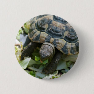 Chapa Redonda De 5 Cm Tortuga linda