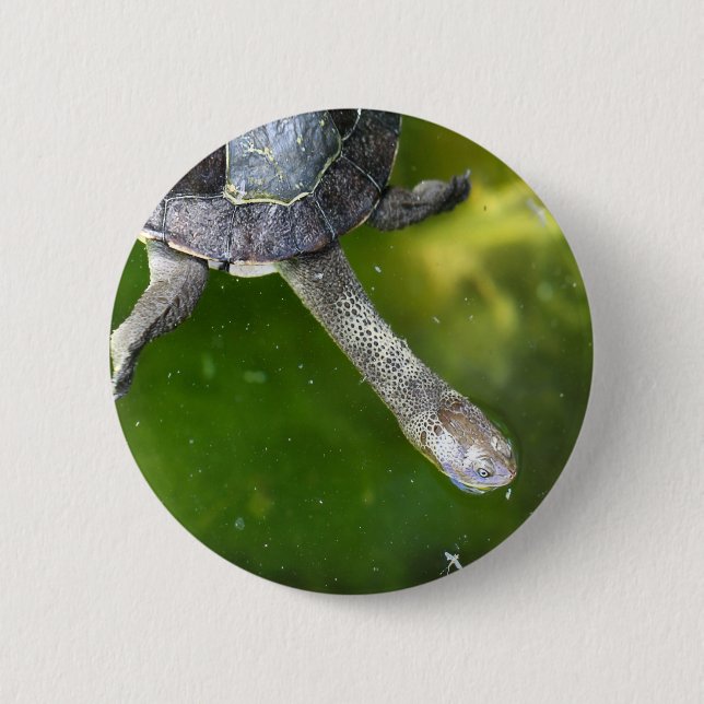 Chapa Redonda De 5 Cm Tortuga Serpiente-Necked del este (Anverso)