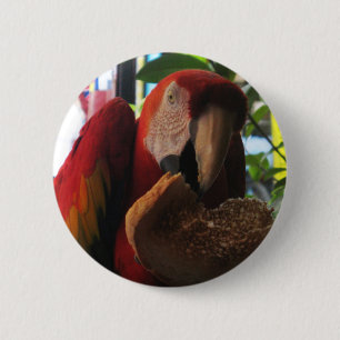 Chapa Redonda De 5 Cm Tostada de loro de Macaw escarlata