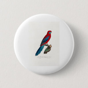 Chapa Redonda De 5 Cm tropical macaw parrot