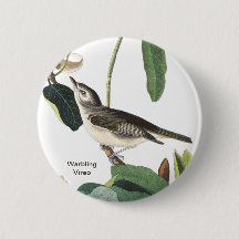 Vireo de Guerra John James Audubon Birdwatcher Bir