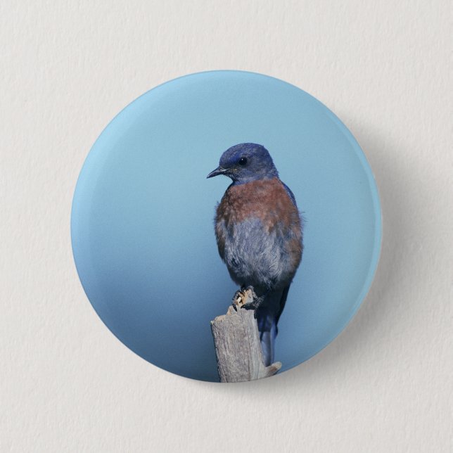 Chapa Redonda De 5 Cm Western bluebird (Anverso)