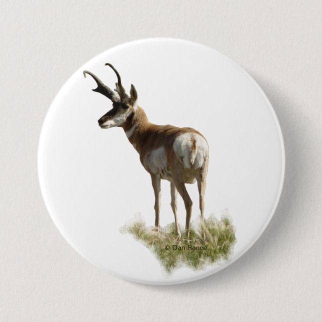 Chapa Redonda De 7 Cm A43 Pronghorn Antelope Buck (Anverso)