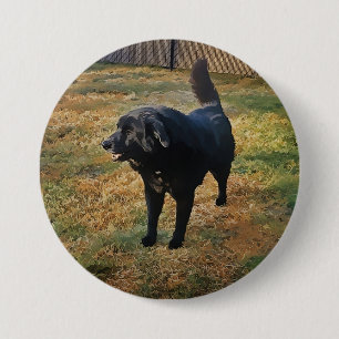 Chapa Redonda De 7 Cm Black Lab In The Fall Sun Button