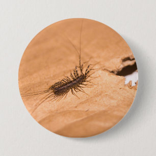 Chapa Redonda De 7 Cm Ciempiés doméstico