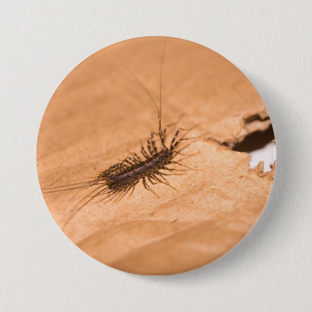 Chapa Redonda De 7 Cm Ciempiés doméstico (Anverso)