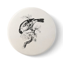 Ilustracion del pájaro del Bullfinch de los 1800s