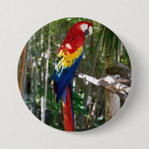 Chapa Redonda De 7 Cm Loro imponente del Macaw del escarlata