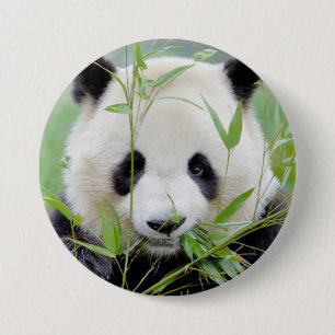 Chapa Redonda De 7 Cm Panda gigante de la foto botón, animales 0027.