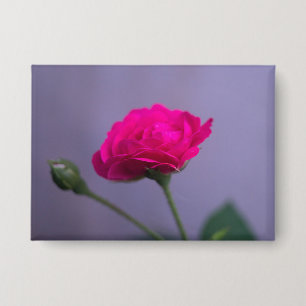 Chapa Rosa de jardín rosa